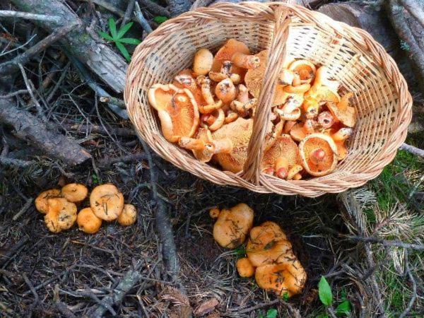 Can Triadu Camprodon Zewnętrze zdjęcie